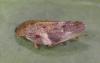 Aphrophora alni